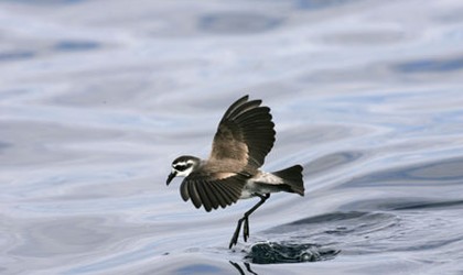 White-faced storm petrel